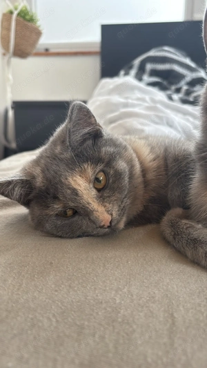 Unsere wunderschönen BKH Kitten- Emira sucht liebevolles Zuhause