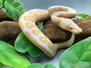 Königspython 0.1 Albino Black Pastel YB 2025