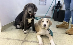 Unsere elegante kleine Lady Jade Bild 3