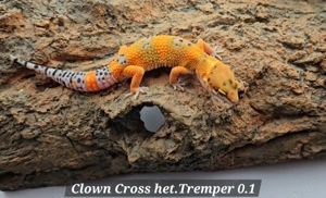 Leopardgecko Nachzuchten 