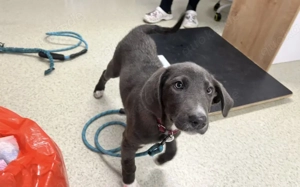 Unsere elegante kleine Lady Jade Bild 2