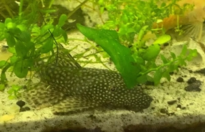 Ancistrus sp. albino   Albinos und braune Antennenwels