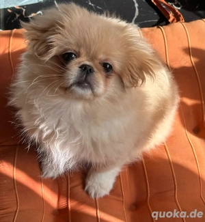 Pekinese Weibchen Pekingese
