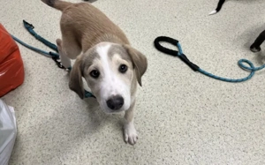 Unsere süße Dragosch