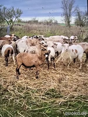 Kamerun Zippen tragend