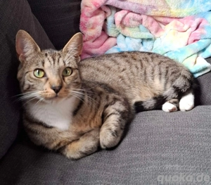 Katze weiblich Bengalmix Sterilisiert