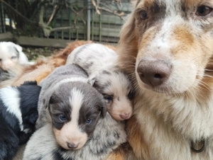  Australian Shepherd Welpen suchen ihr zukünftiges Rudel
