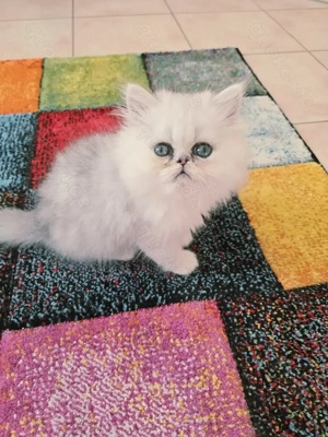 süßer Perserkater.......