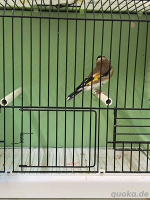 Stieglitz vogel parva