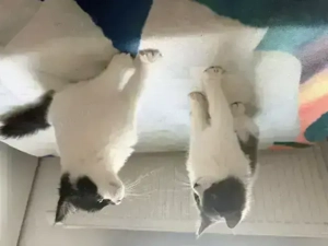 XXL Maine Coon Kitten suchen neues liebevolles Zuhause