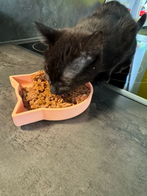 Billy & Benni zwei liebevolle Katzenkinder suchen ihr Zuhause Bild 6