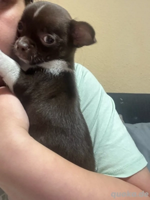 Chihuahua welpe  mini
