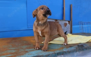 Hallo - Ich bin Lilu