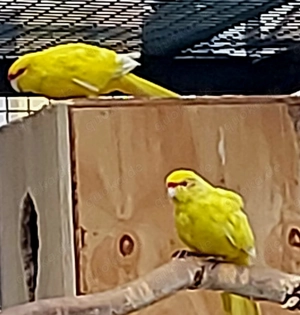  gelbe Springsittiche