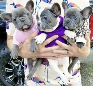 Zuckersüße sportliche Französische Bulldoggen Welpen Blue Lilac