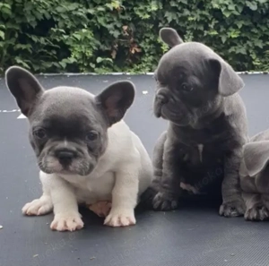 Französische Bulldoggen Welpen 