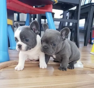 Französische Bulldoggen Welpen 