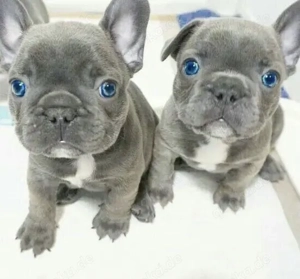 Französische Bulldoggen Welpen 