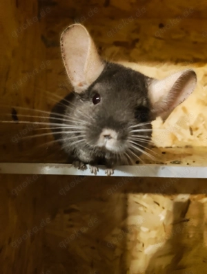 Chinchilla-Dame sucht neues Zuhause 