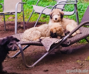 Bordoodle Welpen, gut erzogen, nicht haarend! 