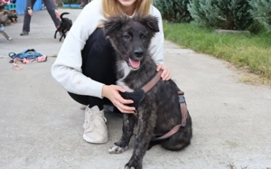 Sanfte Seele Coby sucht dich