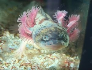 Axolotl Harlekin