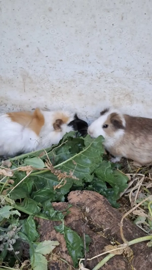 Sehr schöne Meerschweinchen