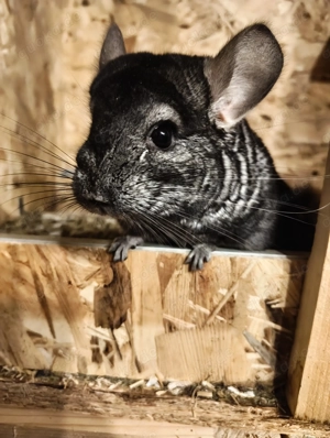 Chinchilla Männchen suchen ein neues Zuhause
