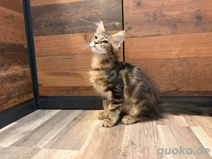 Liebes und zutrauliches Maine Coon Kitten