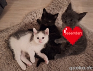 Hübsche Maine Coon Kitten männlich.