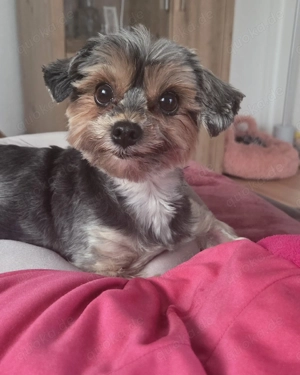 Yorkshire terrier welpen weiblich gesucht 