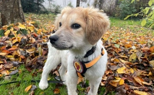 Loui   ein kleiner Herzensbrecher