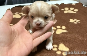 chihuahua welpen