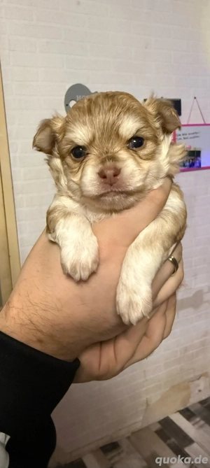 chihuahua Husky welpen