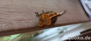 Correlophus Cilliatus Tricolor Harlekin Pinstripe