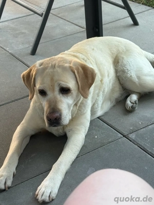 Labrador Retriver Sunny 