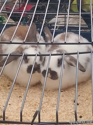 Hasen zu verkaufen 2 weibliche und 1 Männchen 