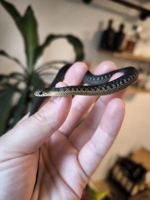 Thamnophis sirtalis het. melanistisch