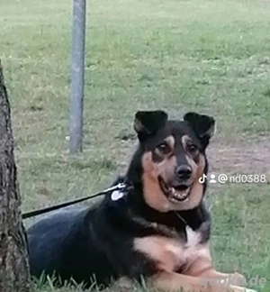Hund in liebevolle Hände abzugeben
