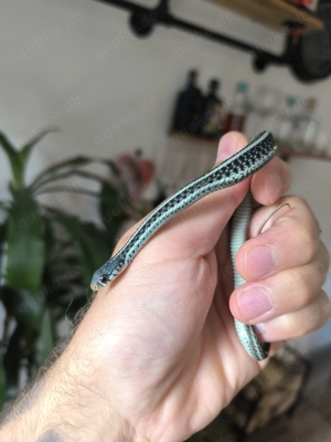 Thamnophis similis
