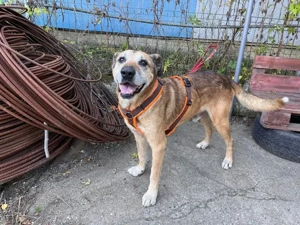 Remo: Gentleman auf 4 Pfoten