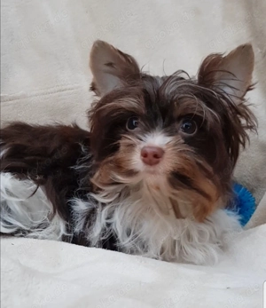 Yorkshire Terrier  Bild 6