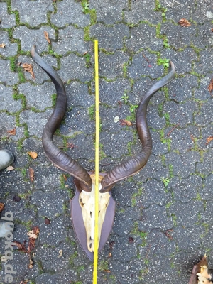 Großes Geweih Bild 2