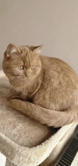 BHK kitten cinnamon