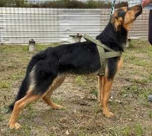 Hen, junger, lieber und verträglicher Schäferhund Mix Bild 5