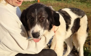 Stattlicher aber sanfter Rüde Angelo