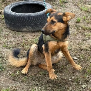 Hen, junger, lieber und verträglicher Schäferhund Mix Bild 2