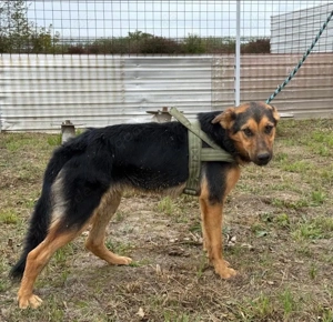Hen, junger, lieber und verträglicher Schäferhund Mix Bild 3