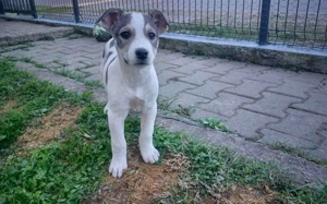 Schenkst du Benji ein Zuhause?