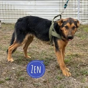 Hen, junger, lieber und verträglicher Schäferhund Mix